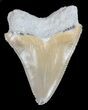 Juvenile Megalodon Tooth - Serrated Blade #56617-1